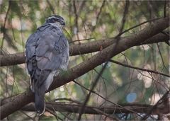 Northern goshawk