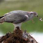 Northern Goshawk