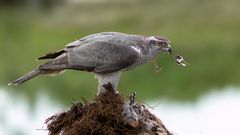 Northern Goshawk