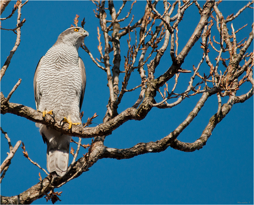 Northern goshawk