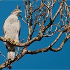 Northern goshawk