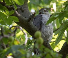 Northern goshawk