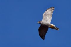 Northern Goshawk