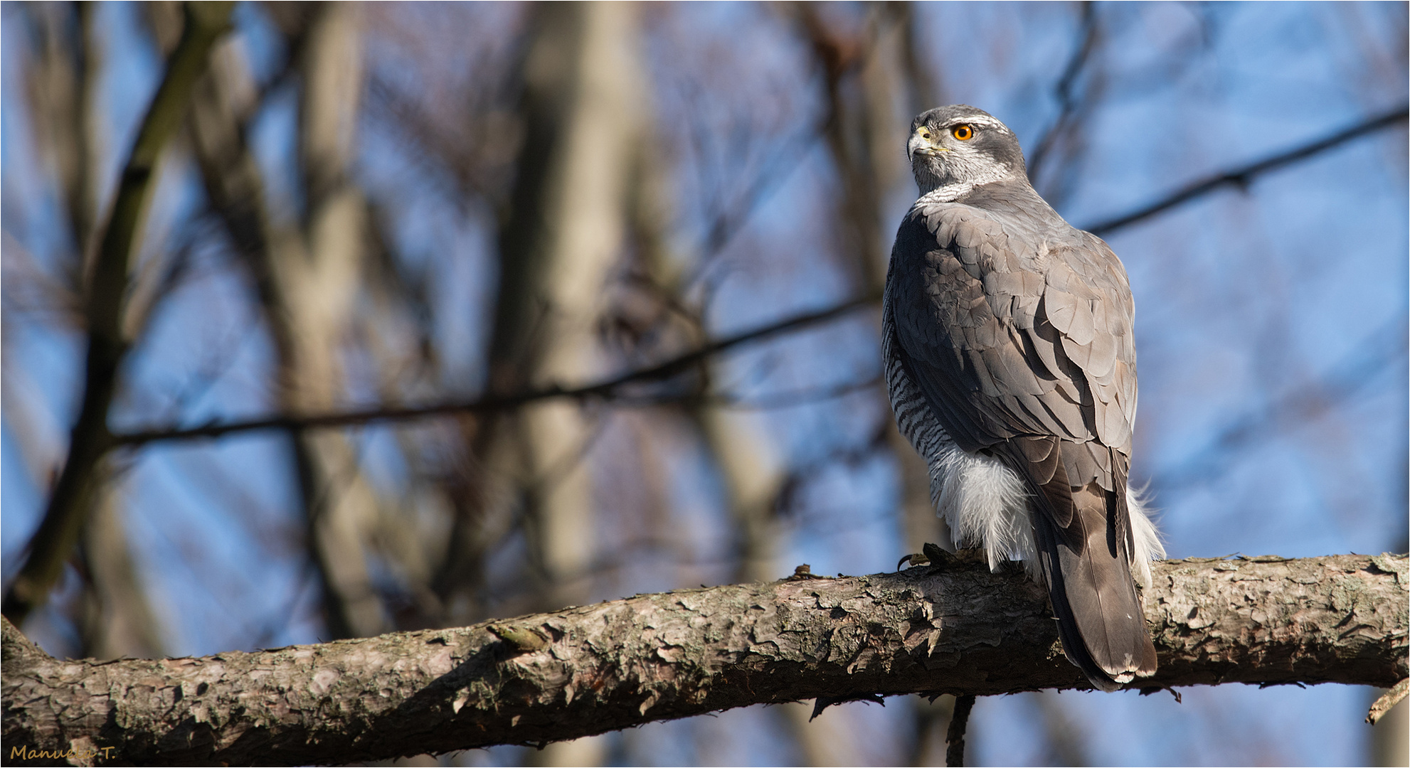 Northern goshawk