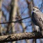 Northern goshawk