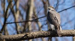 Northern goshawk