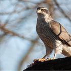 Northern goshawk with prey