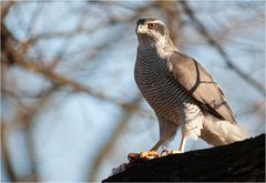 Northern goshawk with prey