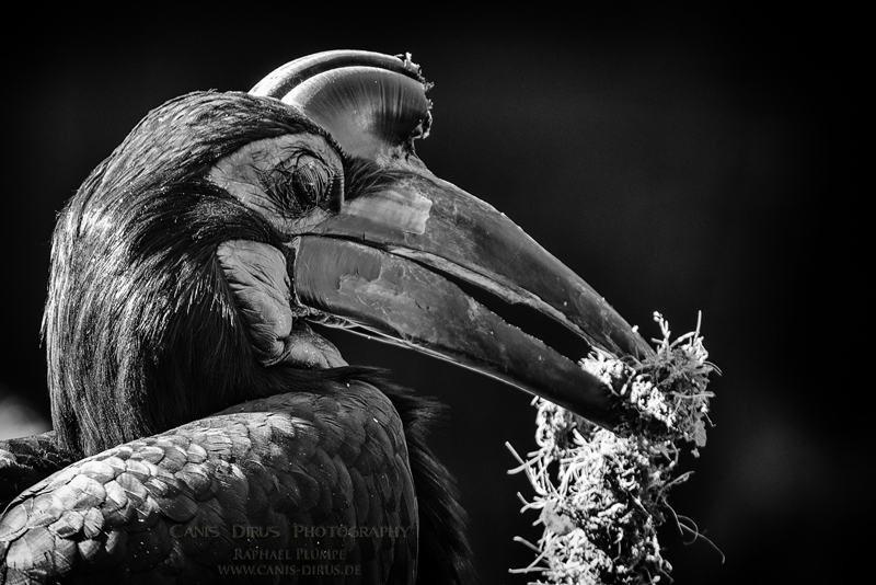 Northern Ground Hornbill