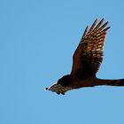 Northern Harrier, auch Marsh Hawk...