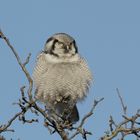 Northern Hawk Owl