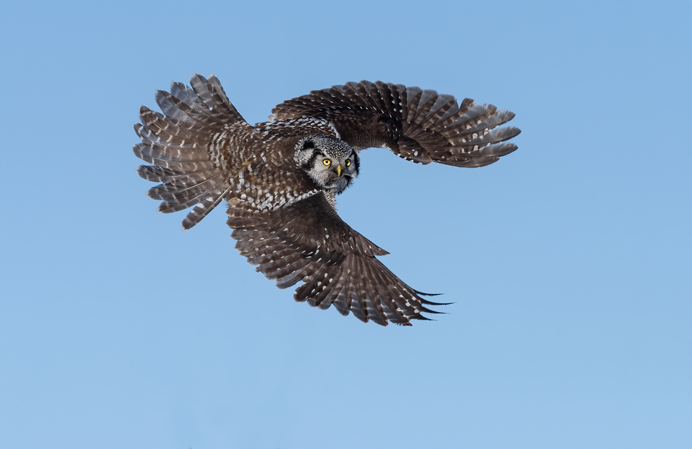 Northern Hawk Owl