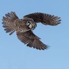 Northern Hawk Owl