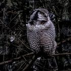 Northern Hawk Owl