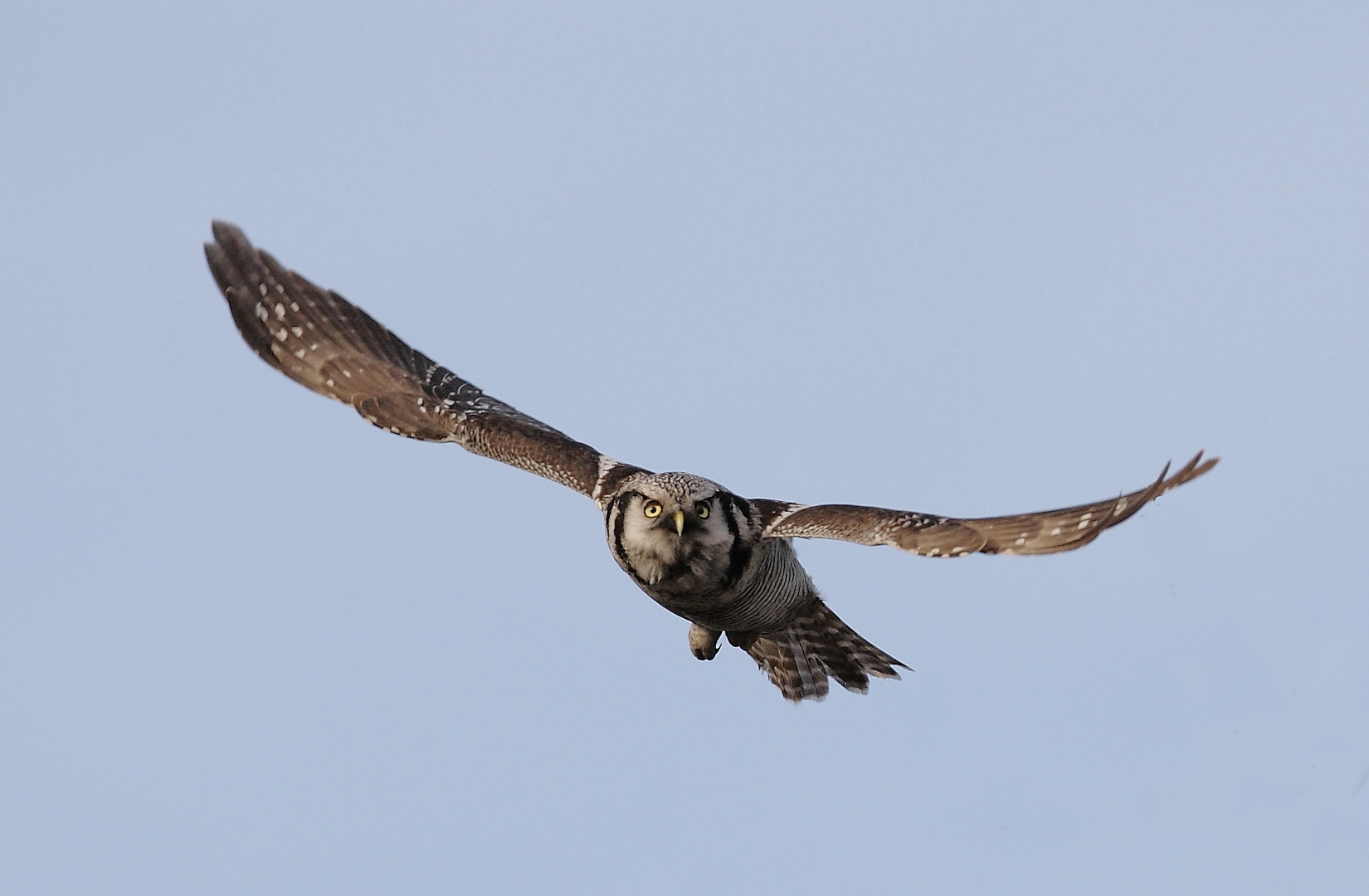 Northern Hawk Owl Flugstudie