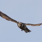 Northern Hawk Owl Flugstudie