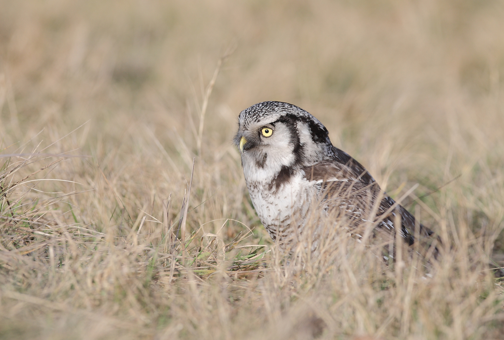 Northern Hawk Owl (Stollberg)