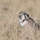 Northern Hawk Owl (Stollberg)