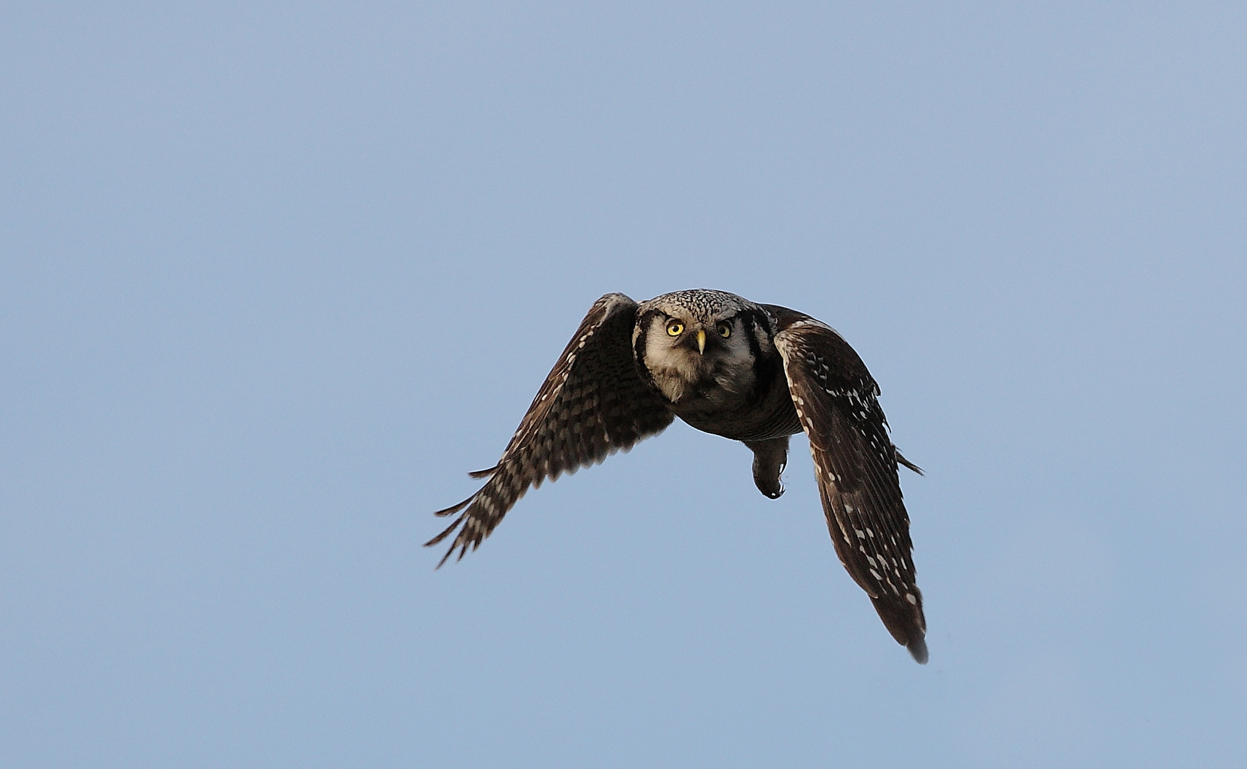 Northern Hawk Owl (Stollberg) im Flug