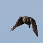 Northern Hawk Owl (Stollberg) im Flug