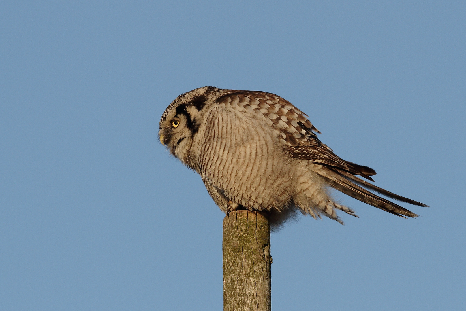 Northern Hawk Owl (Stollberg.Sa.)