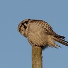 Northern Hawk Owl (Stollberg.Sa.)