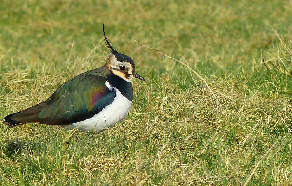 Northern Lapwing