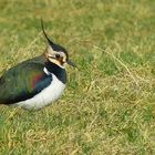 Northern Lapwing