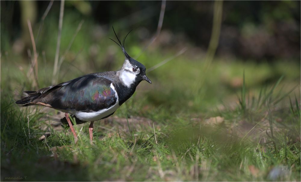 Northern lapwing