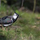 Northern lapwing