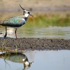 Northern Lapwing