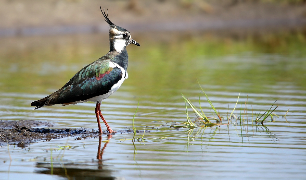 Northern Lapwing 