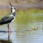 Northern Lapwing 