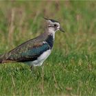 Northern lapwing