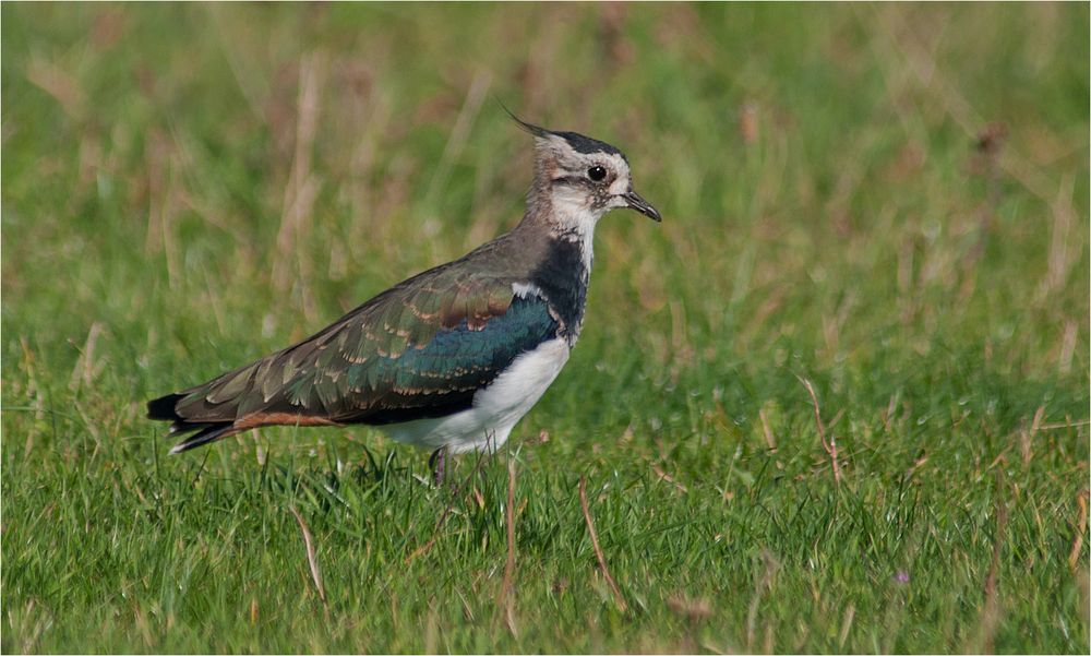 Northern lapwing