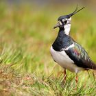 Northern Lapwing