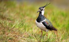 Northern Lapwing