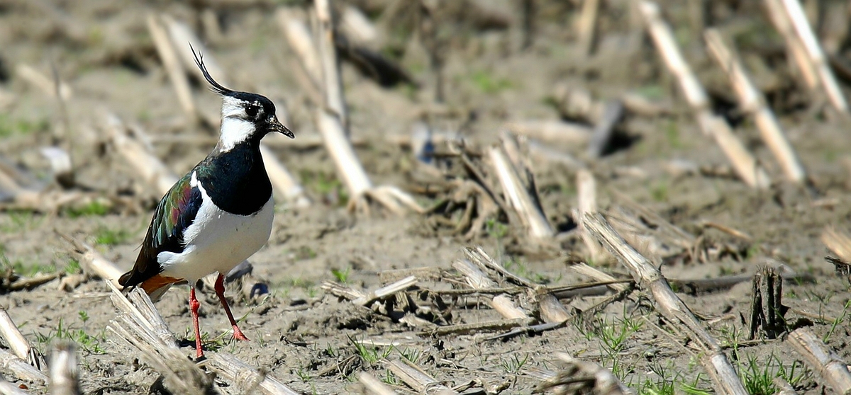 Northern Lapwing 