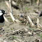 Northern Lapwing 