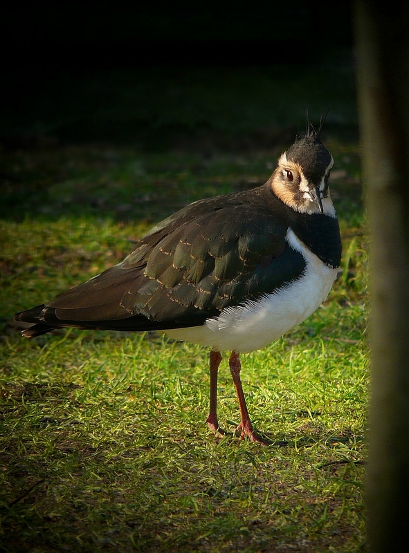 Northern Lapwing