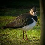 Northern Lapwing