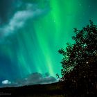 Northern lights over tree