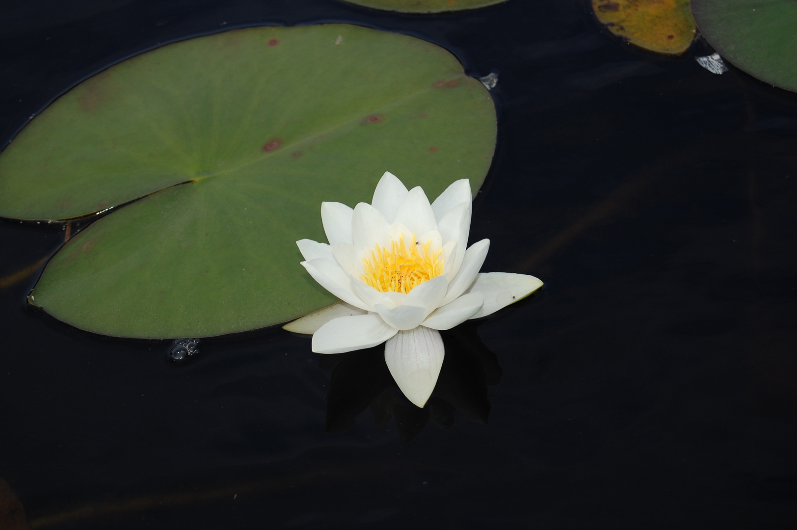 Northern Lotus