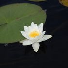 Northern Lotus