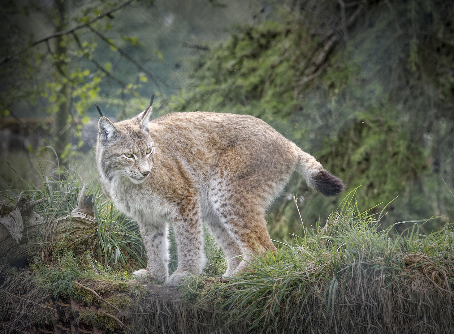 Northern Lynx