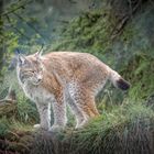 Northern Lynx