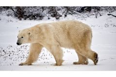 [ Northern Manitoba – Arctic Canada ]