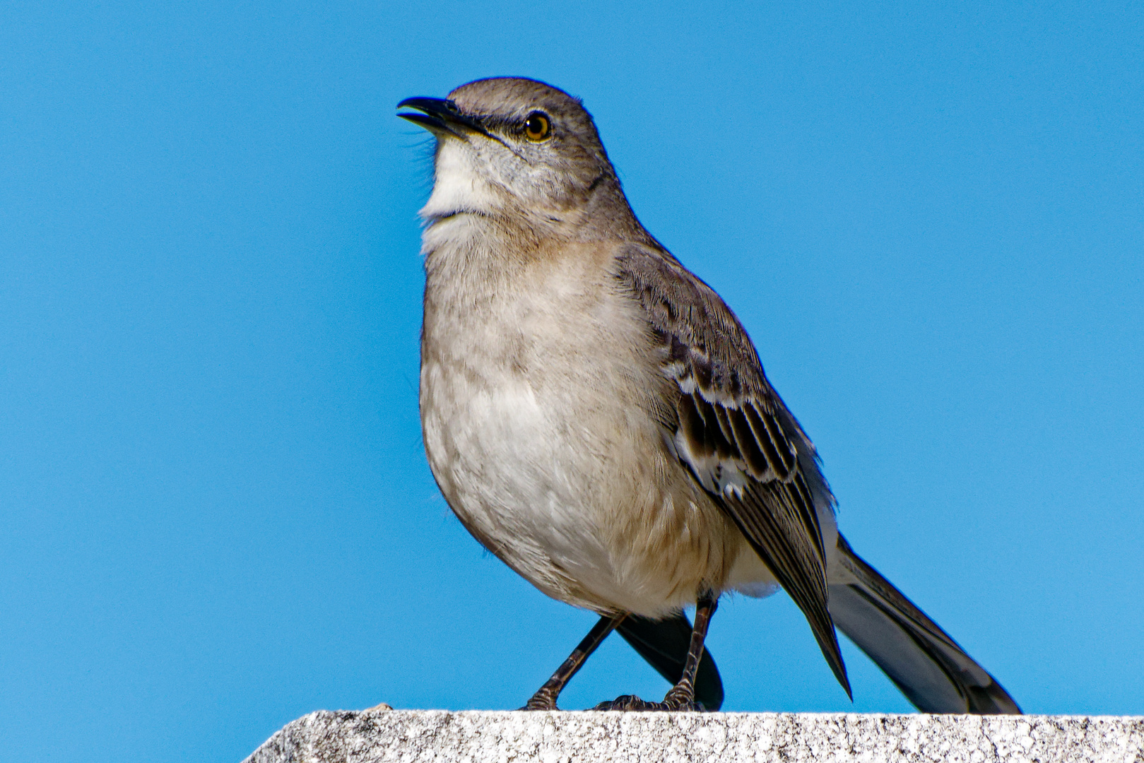 Northern Mockingbird