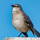 Northern Mockingbird