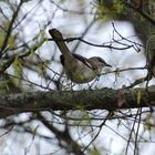 Northern Mockingbird